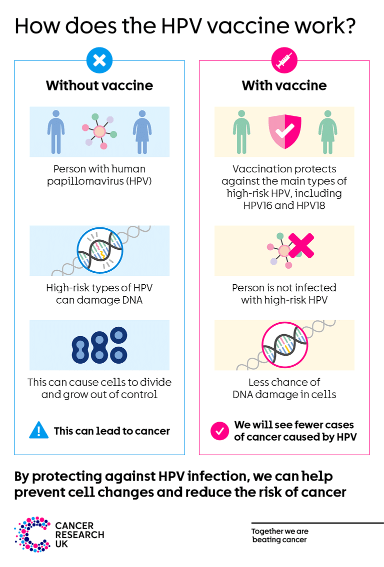 How does the HPV vaccine work.